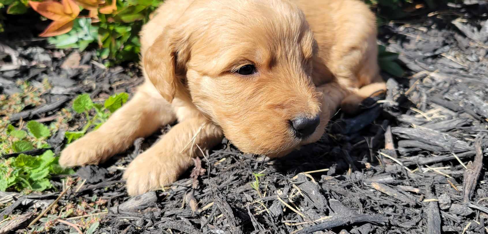 puppy, for, sale, Poodle Standard/Golden Retriever, Lana  Arnall, dog, breeder, Hartville, MO, dog-breeder, puppy-for-sale, forsale, nearby, find, puppyfind, locator, puppylocator, aca